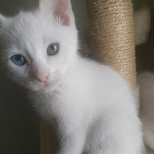 Kahlua
