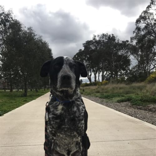 Sam