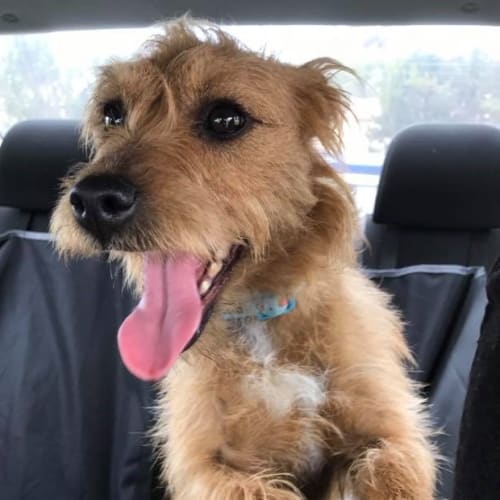 Little Julie **Adopted**