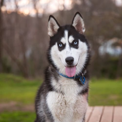 Lyra
