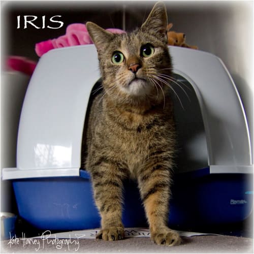 Iris