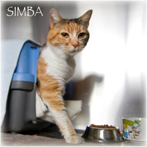 Simba
