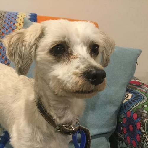 Frankie