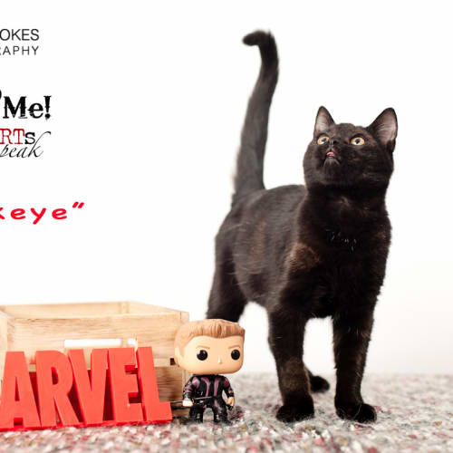 Hawkeye