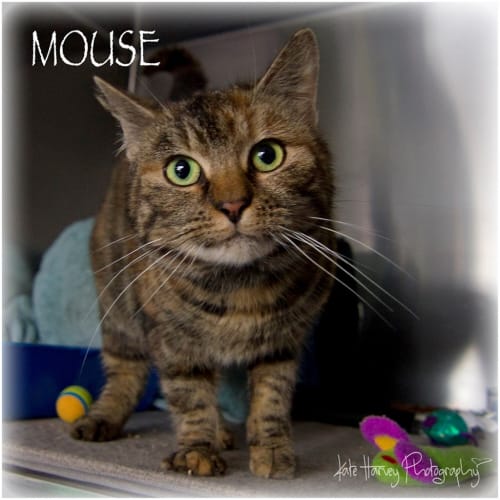 Mouse