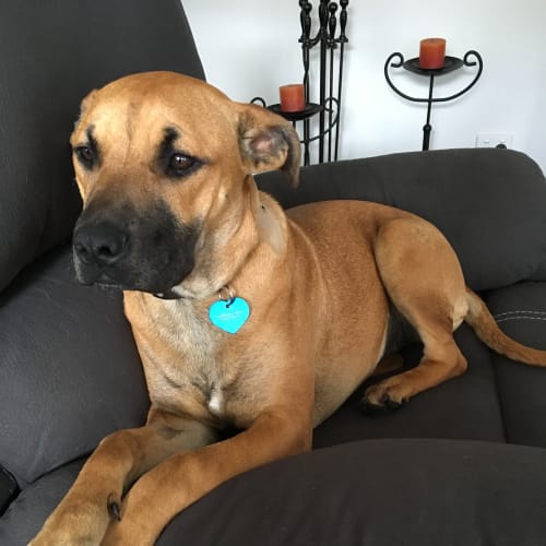 Zuri ...  cat and dog friendly