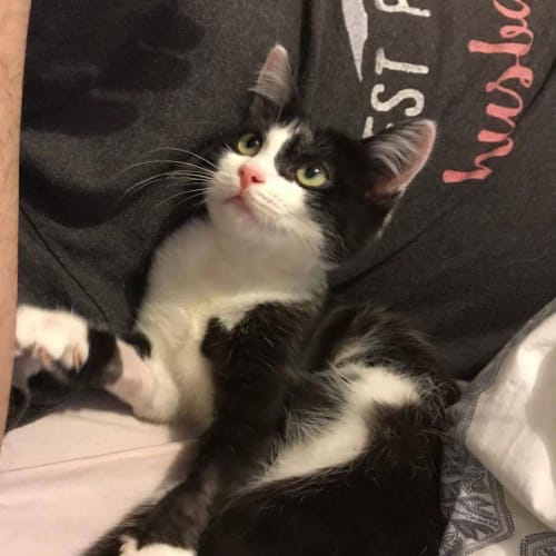 Stitch **2nd Chance Cat Rescue**