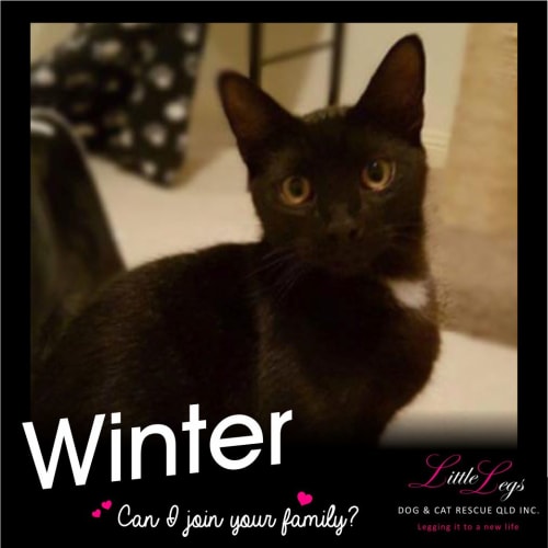 Winter 