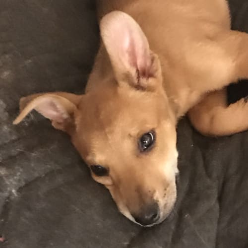 Athena