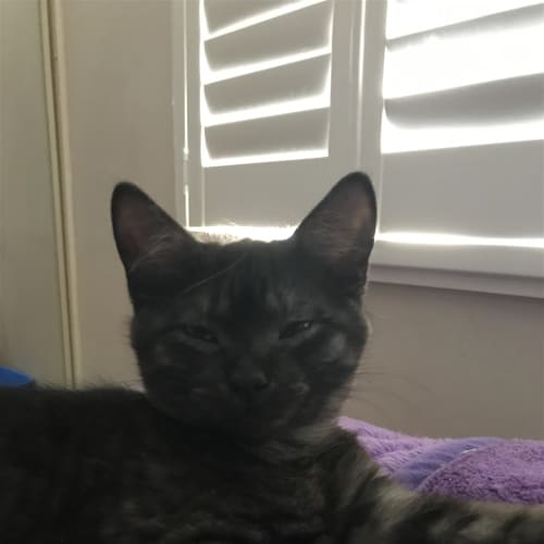 Jinx