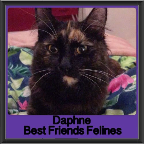 Daphne
