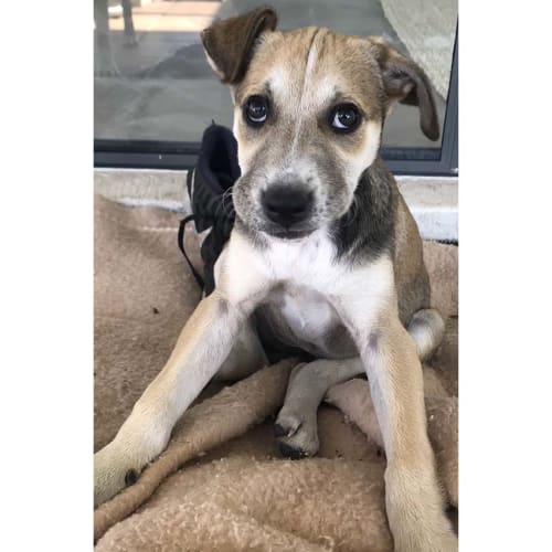 Maisy ~ Kelpie X (on trial 29/12/2017)