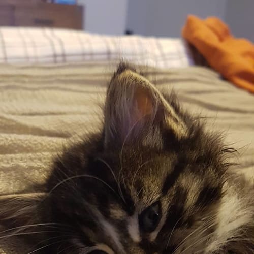 Muriel **2nd Chance Cat Rescue**
