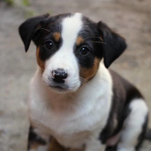 Piper