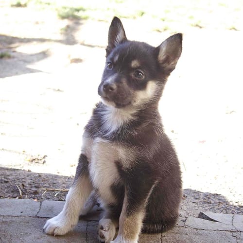Liberty ~ Husky x puppy (on trial 21/9/17)