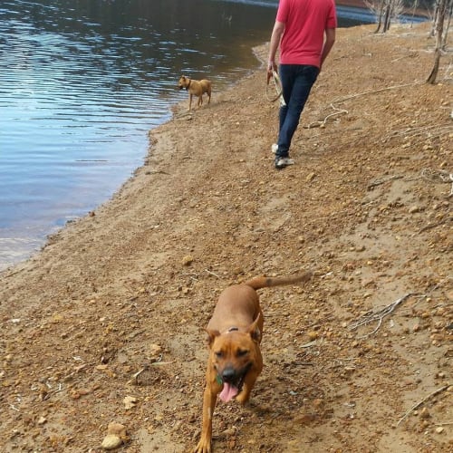 Spritely ... Cat, dog and child friendly