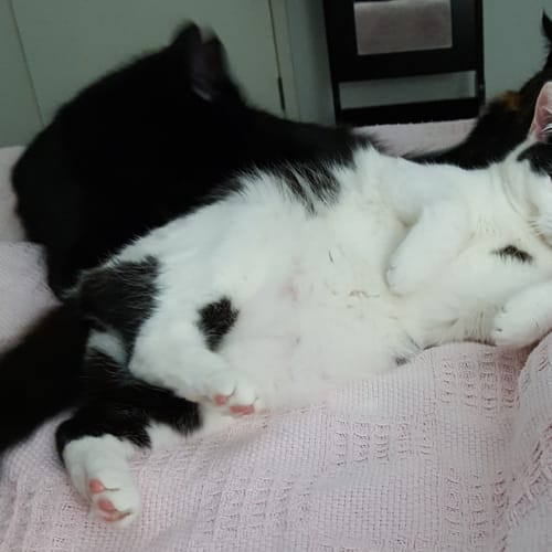 Maui **2nd Chance Cat Rescue**