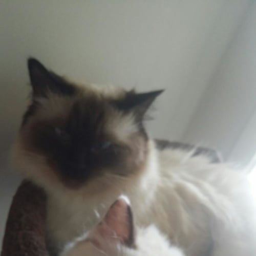 Missy and Tipsy