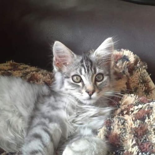 Kovu 
