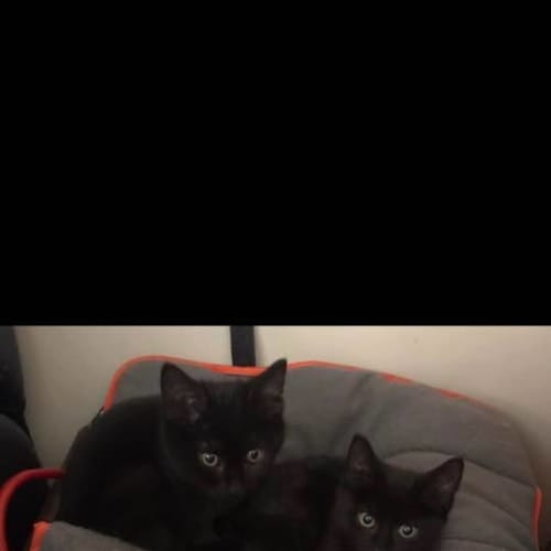 Jax and Chace