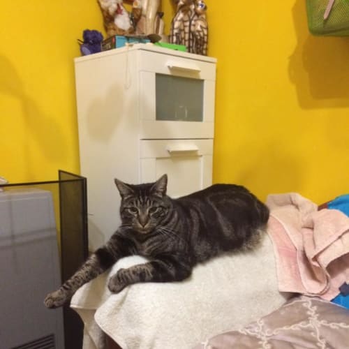 Tabby Boy