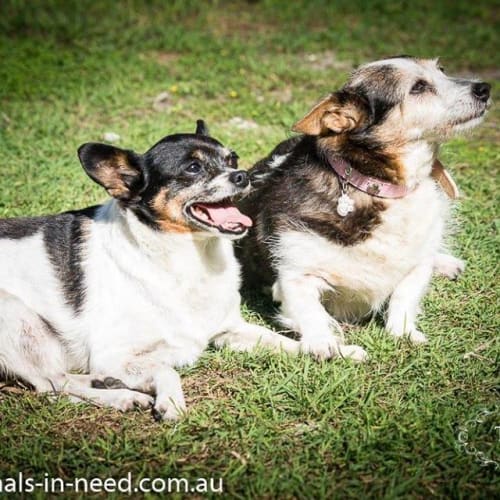 Toby and Yogi