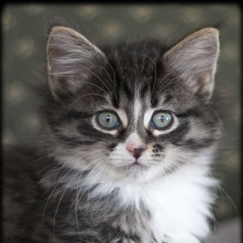 Norma Jean **2nd Chance Cat Rescue**