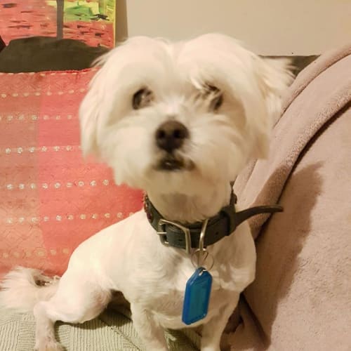 Nova