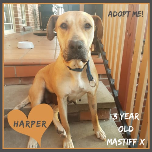 Harper ~ Mastiff X (on trial 14/10/2017)