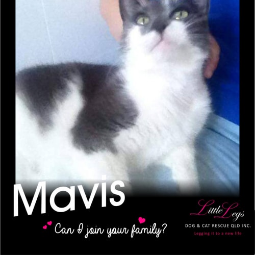 Mavis