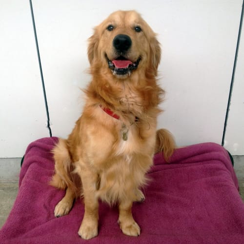 Marley