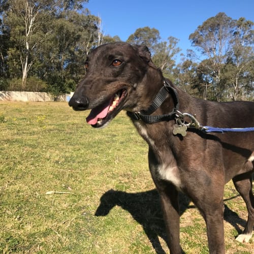 Timmy (In Foster 27 Aug)