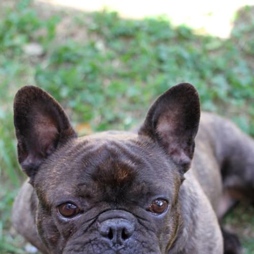 Max