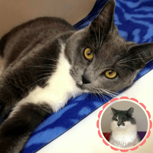 Sox & Smudge