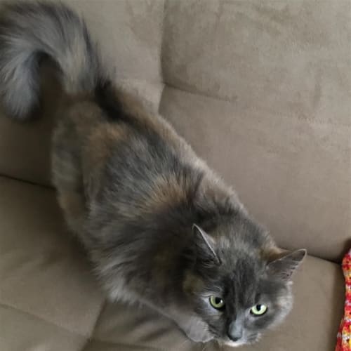 Apricot