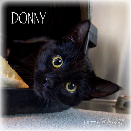 Donny