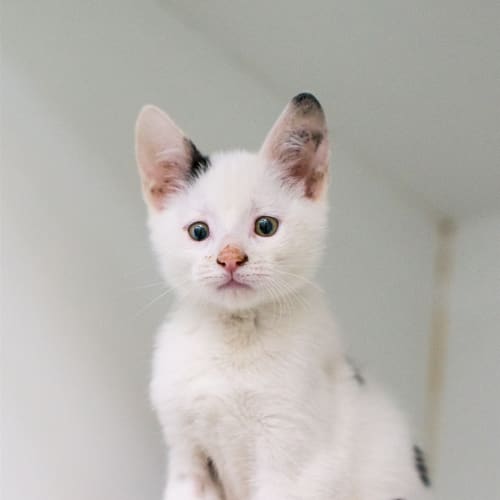 Kodi
