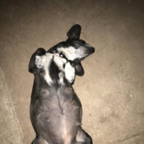 Lala