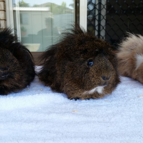 Ed, Ned and Ted
