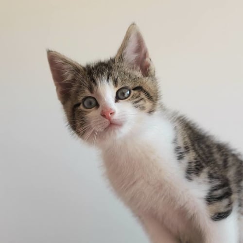Spike **2nd Chance Cat Rescue**