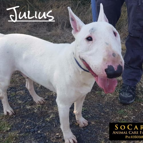 Julius