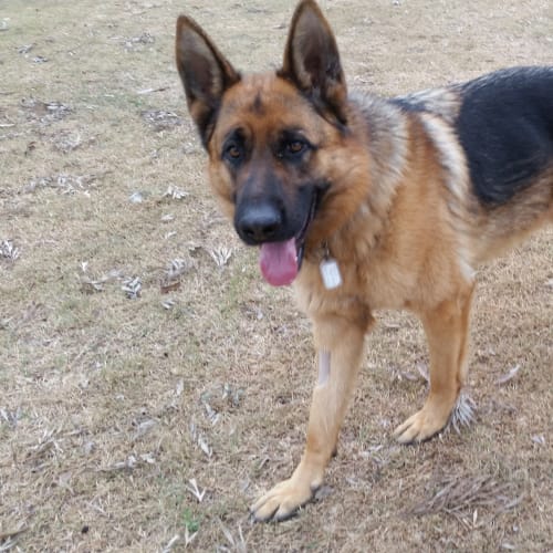 Zeus 