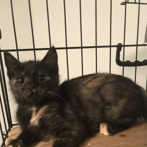 Kittens