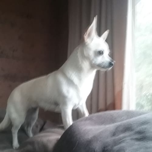 Rango