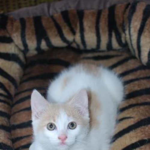 Dusty **2nd Chance Cat Rescue**