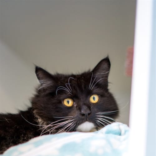 Benny
