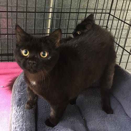 Warlock (Cav17-102) *Free to adopt*