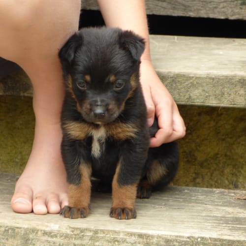 Clint "on hold adoption pending"