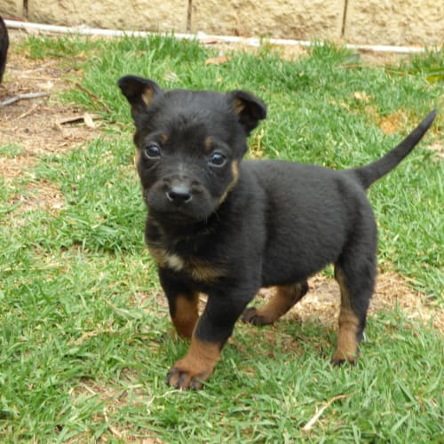 Ollie "on hold adoption pending"