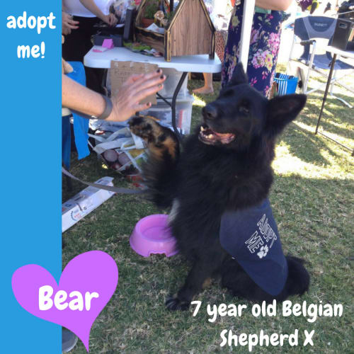 Bear ~ Belgian Shepherd X (on trial 29/9/2017)